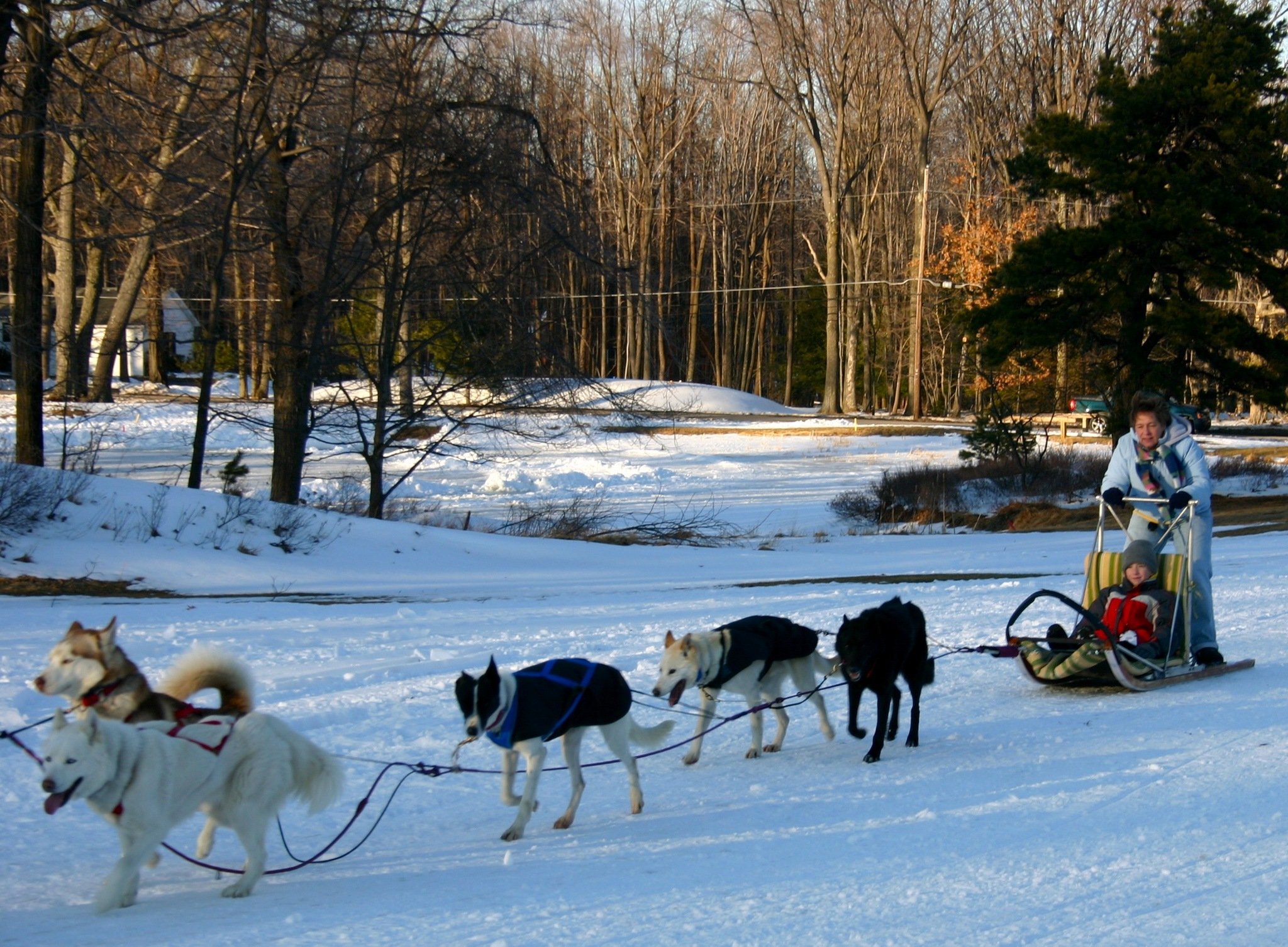 Packing Your Dog Sled