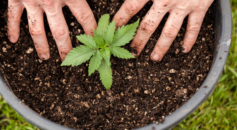 A few tips for growing cannabis plant at your home 