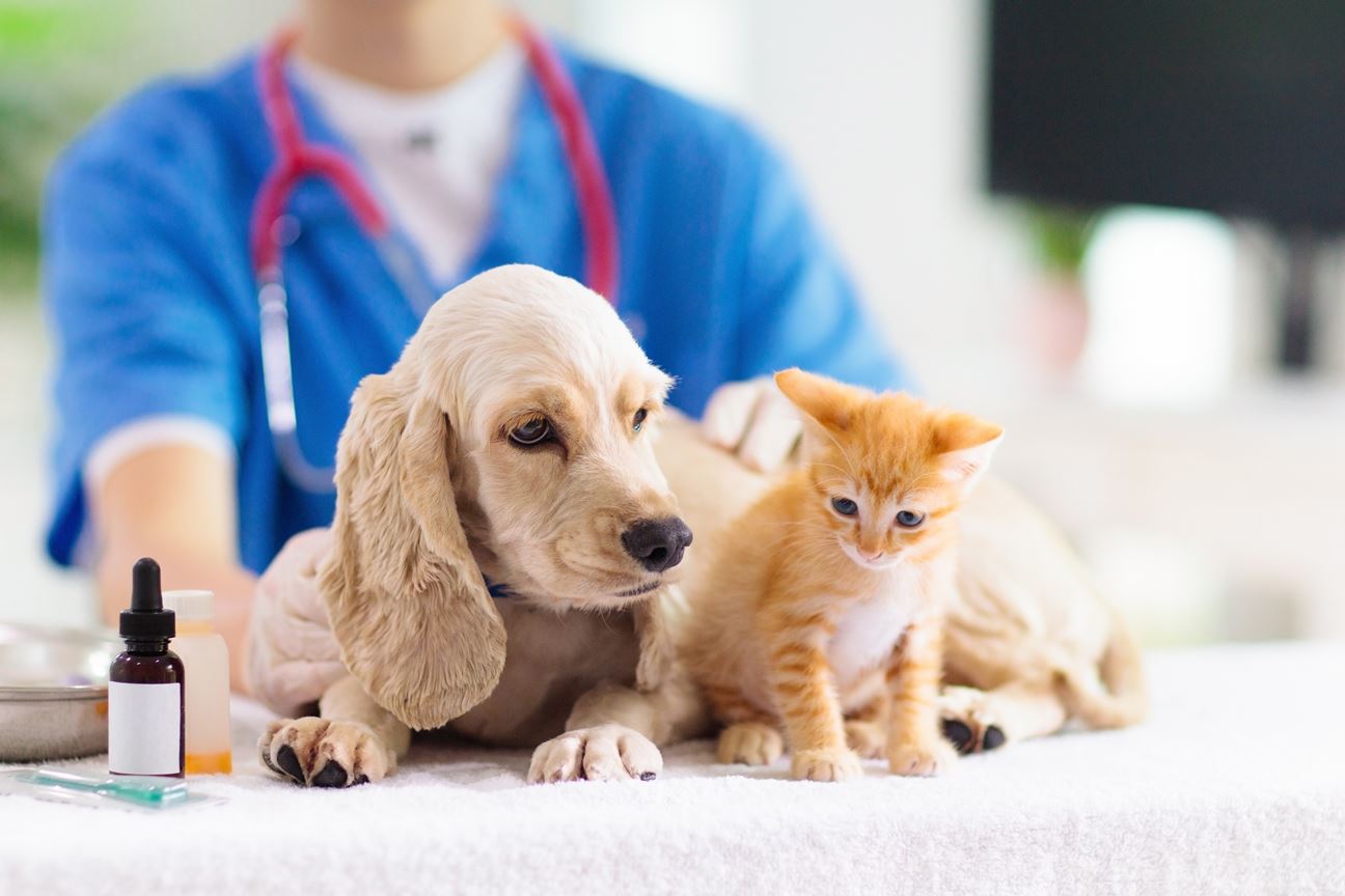 Vaccinations For Pets: Everything You Need To Grasp