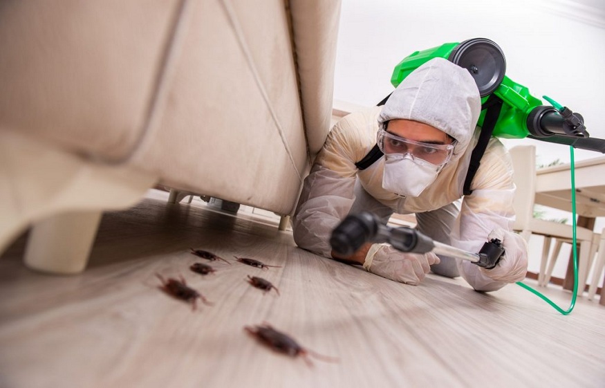 Things you need to consider before going for a Pest Control Experts